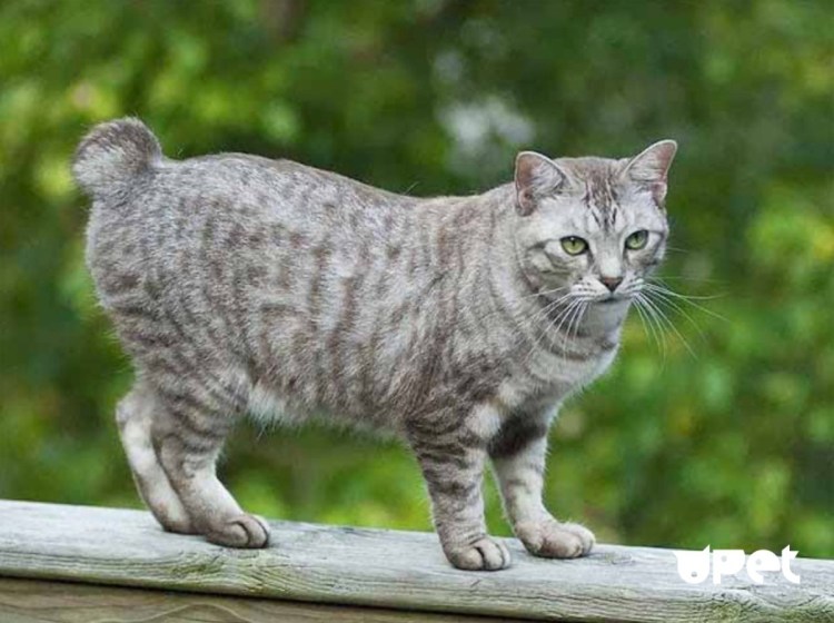 Мэнкс Курильский бобтейл