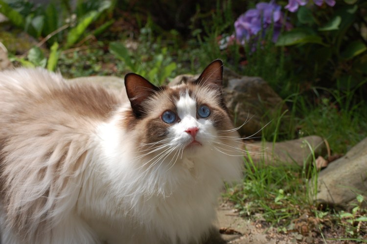 Американская короткошерстная кошка