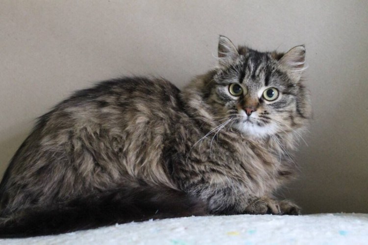 Американский керл