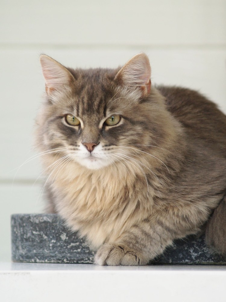 Европейская короткошерстная табби