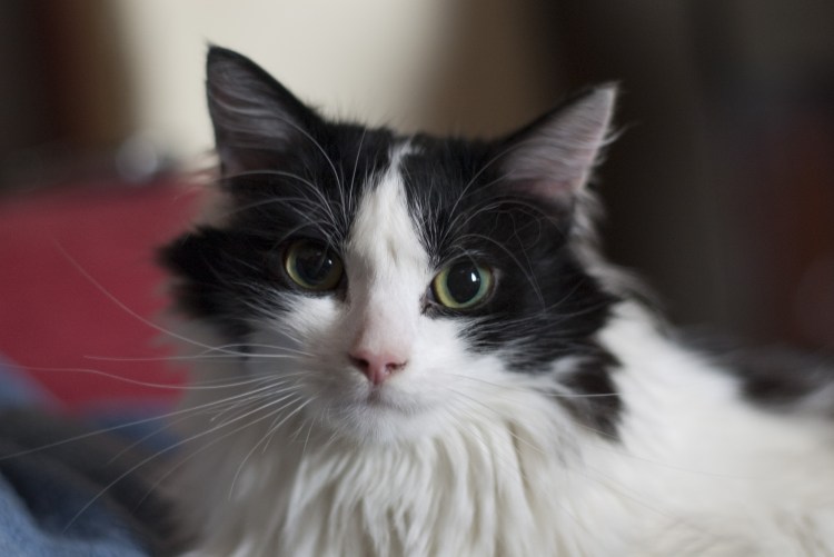 Мейн кун Браун табби