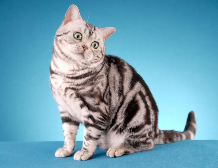 Американский бобтейл длинношёрстный