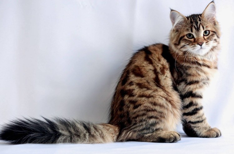 Американский и Курильский бобтейл