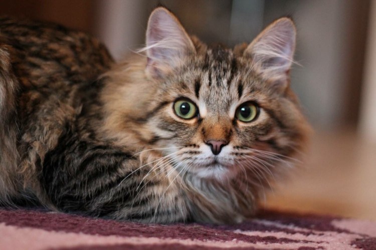 Американский бобтейл длинношёрстный