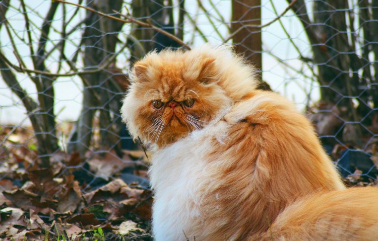 Сузуки с плоской мордой