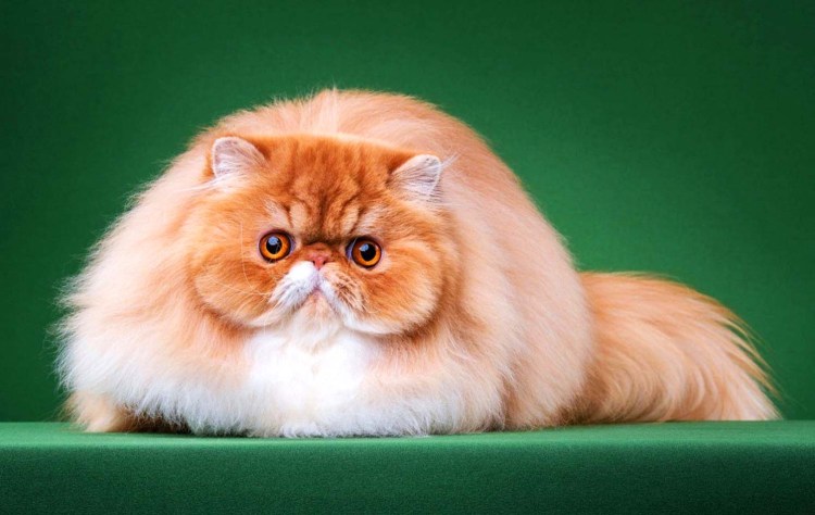 Экзот длинношерстный