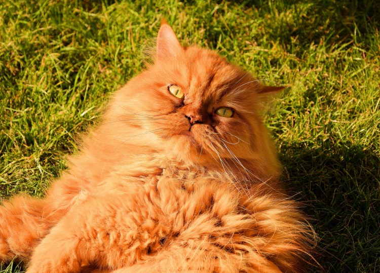 Персидская кошка
