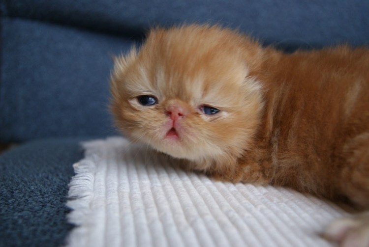 Персидская длинношерстная кошка
