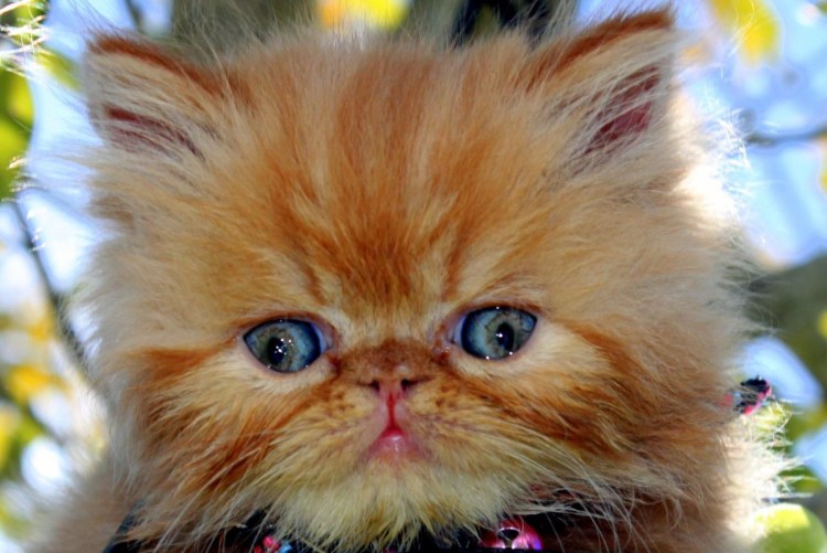 Рыжая кошка персидской породы