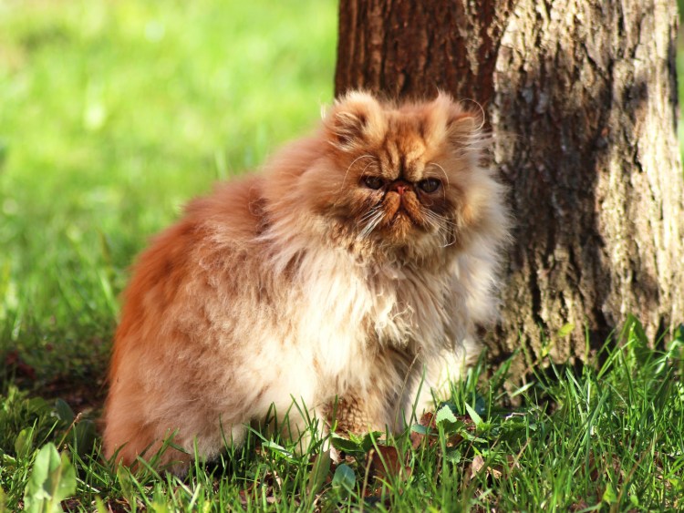 Персидская камео рыжая