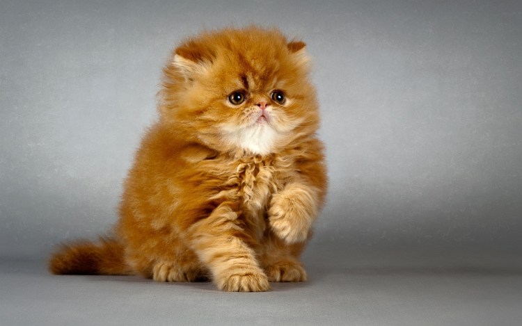 Рыжий персидский котенок