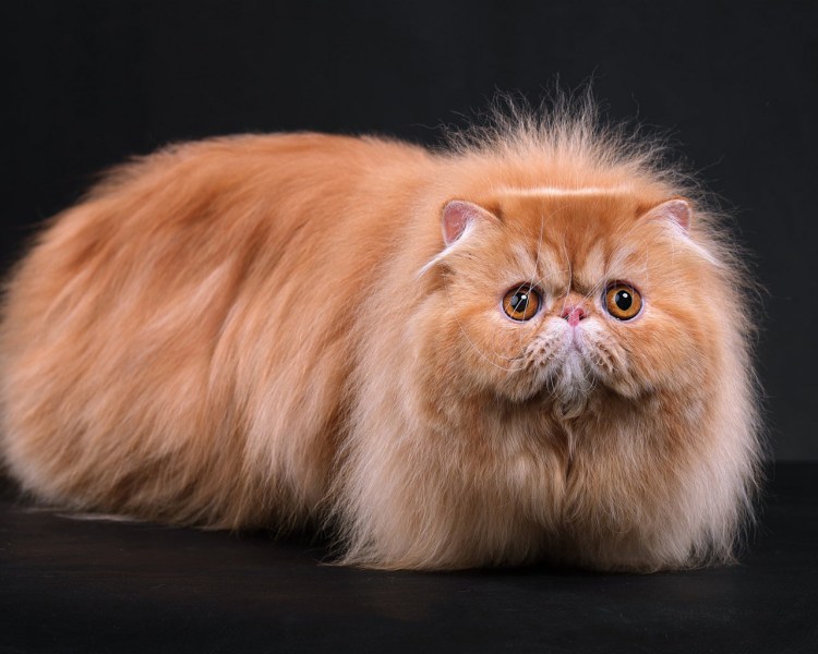 Персидская длинношерстная кошка