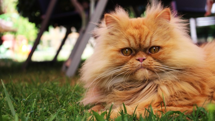 Метис Персидского кота рыжий