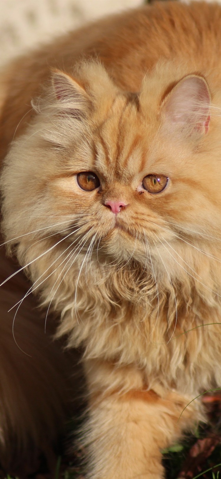 Персидская длинношерстная кошка