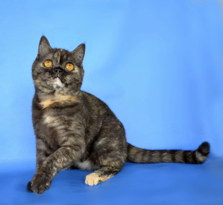 Шотландская кошка прямоухая мраморная