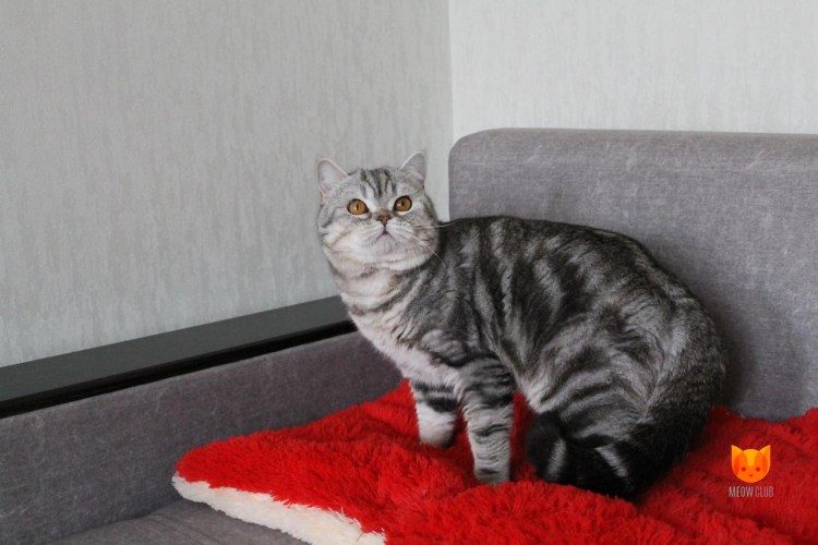 Шотландский скоттиш страйт