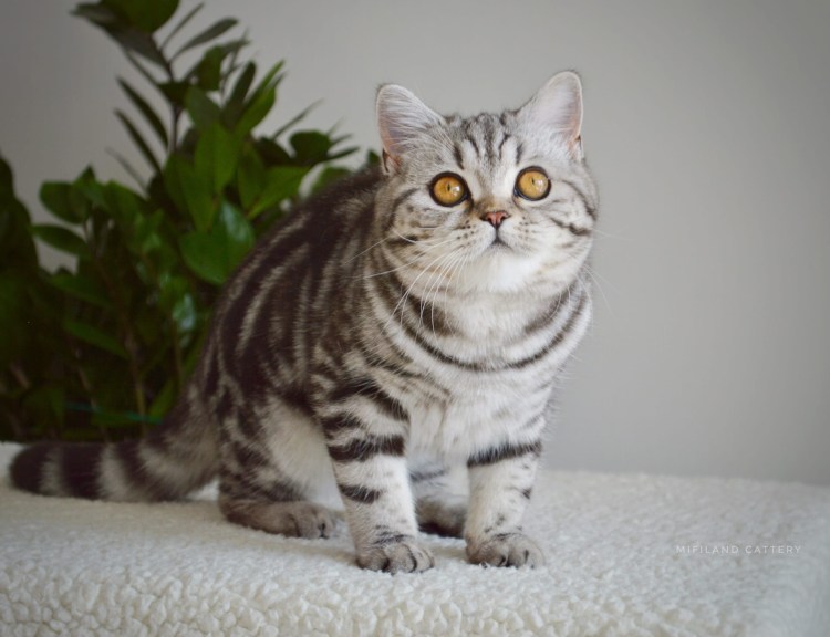 Скоттиш страйт мраморный