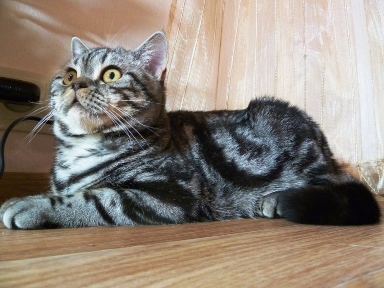 Шотландский кот скоттиш страйт