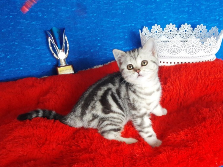 Кошки с продольными полосками на спине порода