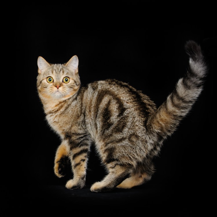 Шотландская кошка прямоухая мраморная