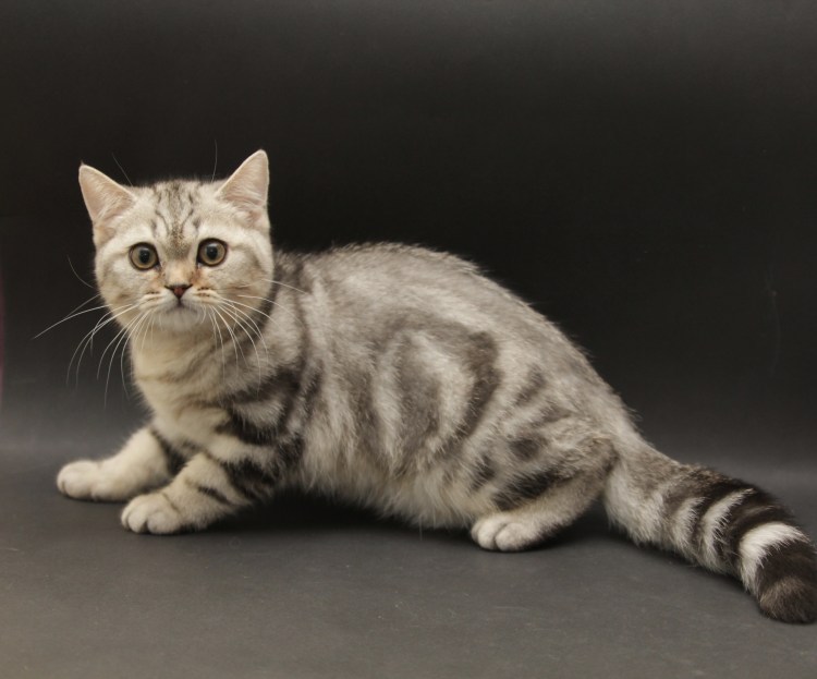 Шотландская скоттиш страйт табби