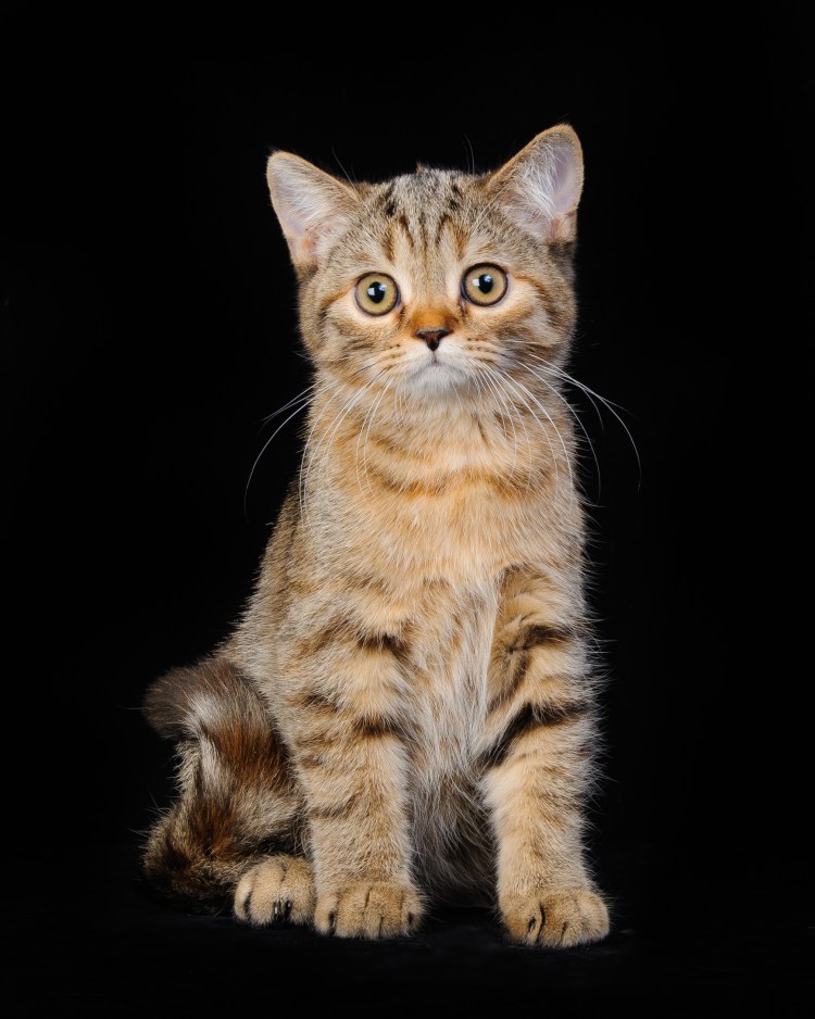 Скоттиш страйт черепаховый