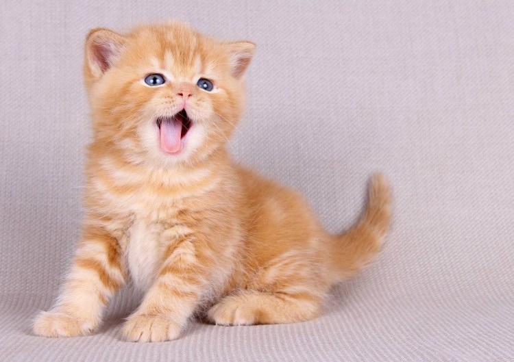 Скоттиш страйт Золотая короткошерстная