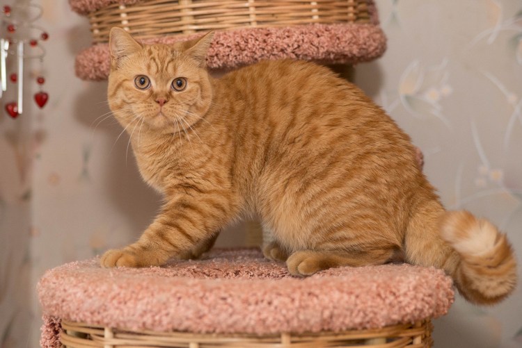 Кот рыжий порода Хосико