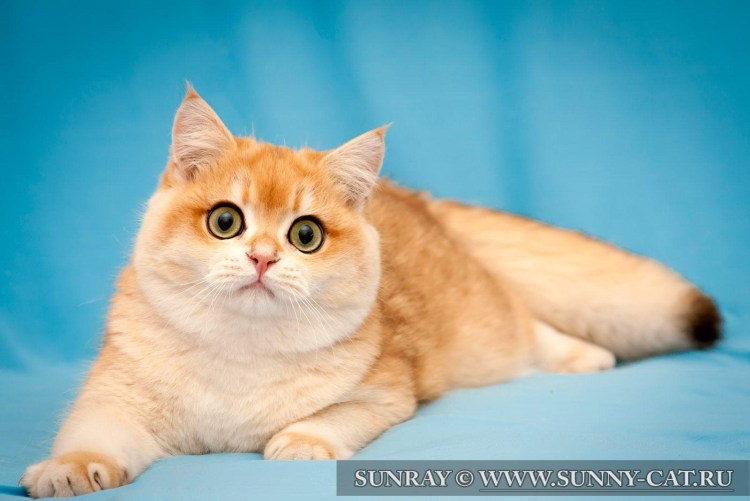 Британская прямоухая кошка рыжая