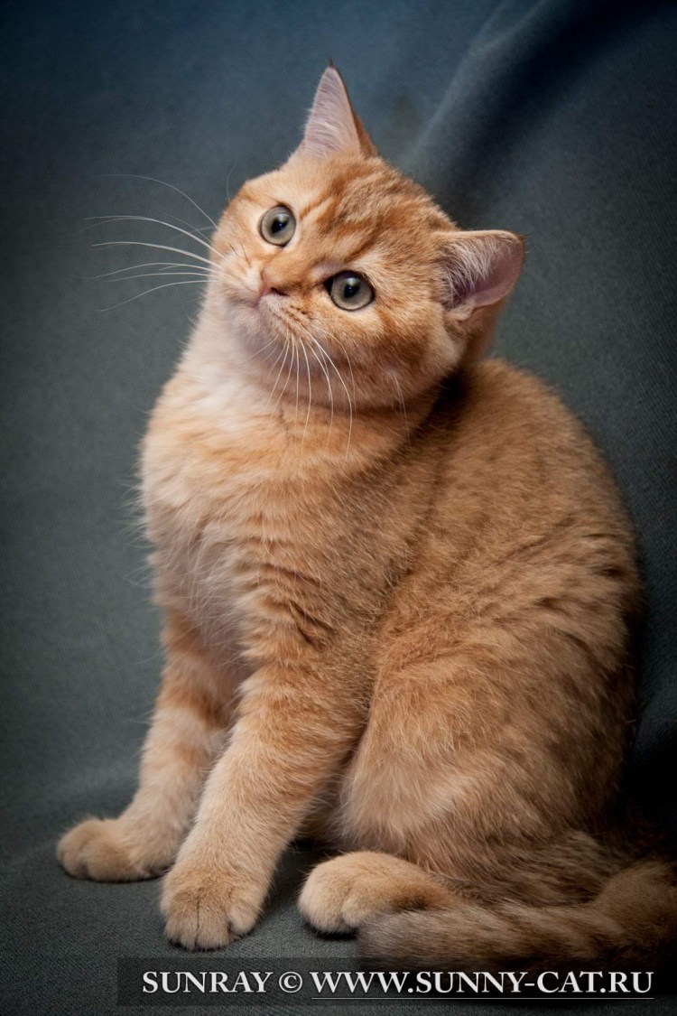 Рыжий британец котенок