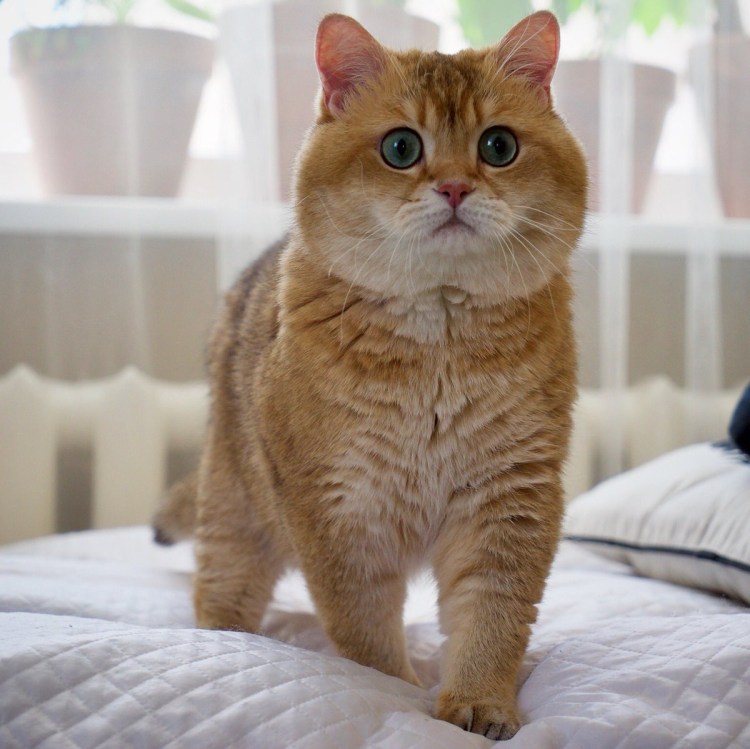 Рыжий британец котенок