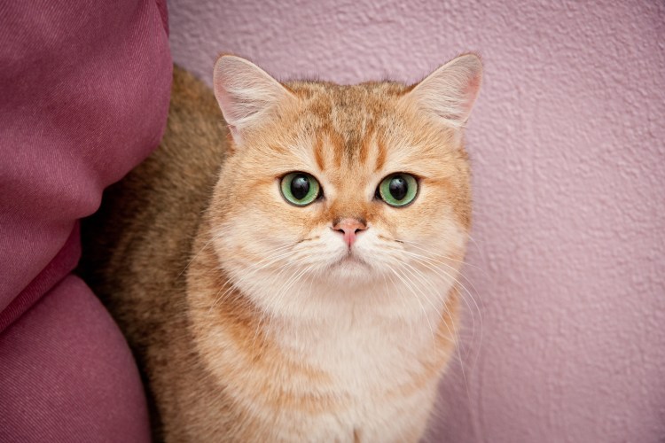 Золотая тикированная шиншилла кошка