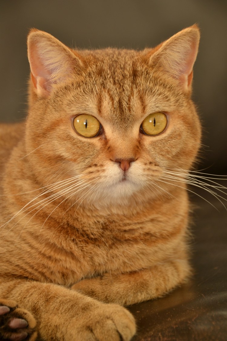 Сибирская кошка рыжая короткошерстная