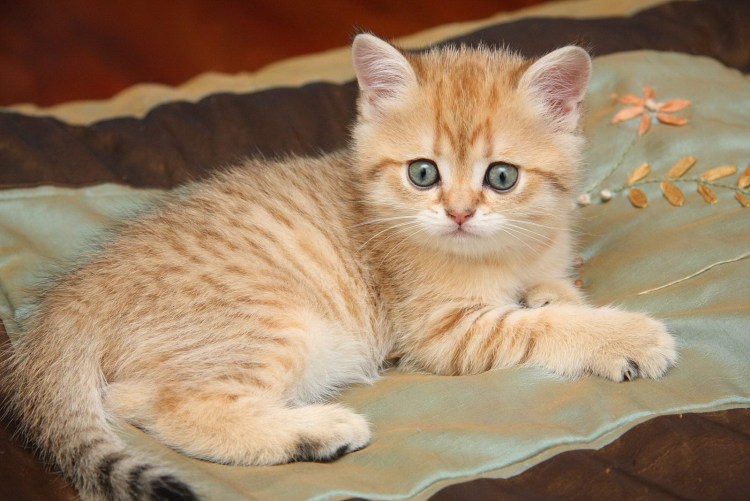 Кот британец рыжий котенок