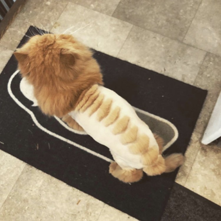 Стрижка кота под динозавра