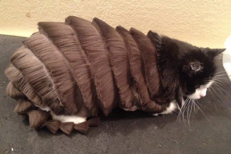 Смешная стрижка кота