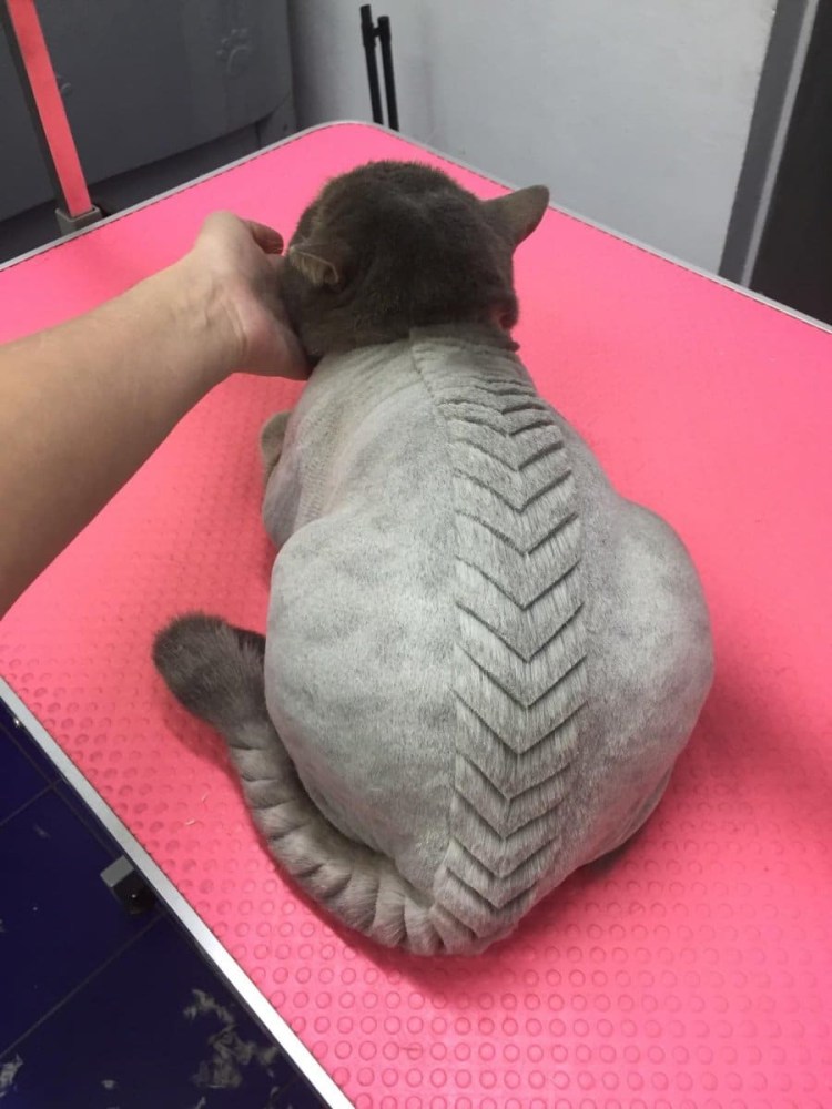 Необычные стрижки котов