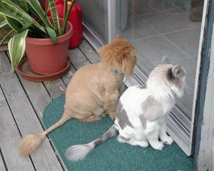 Приколы про постриженную кошку