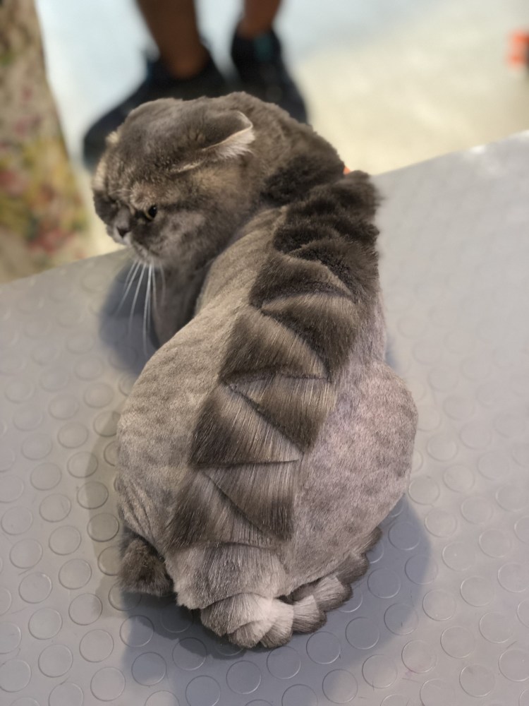 Креативная стрижка кошек