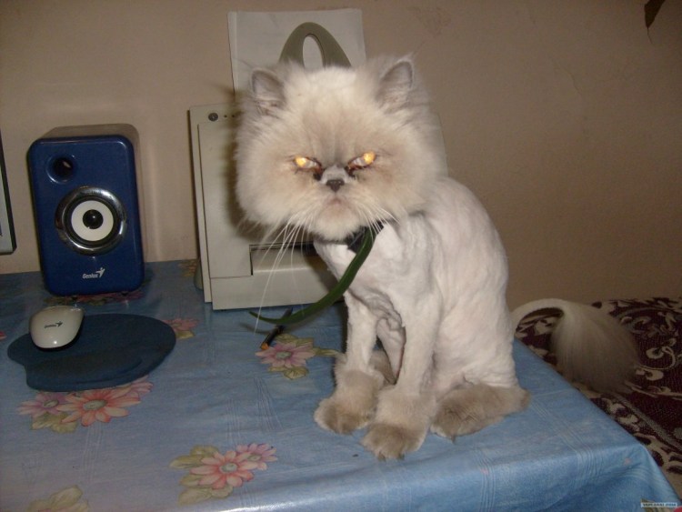 Стрижка Персидского кота