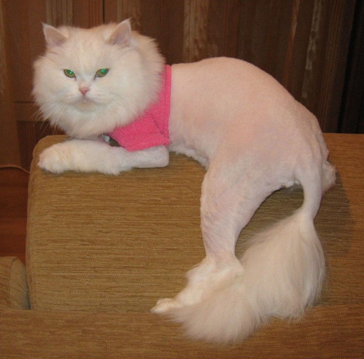 Стрижка британских котов