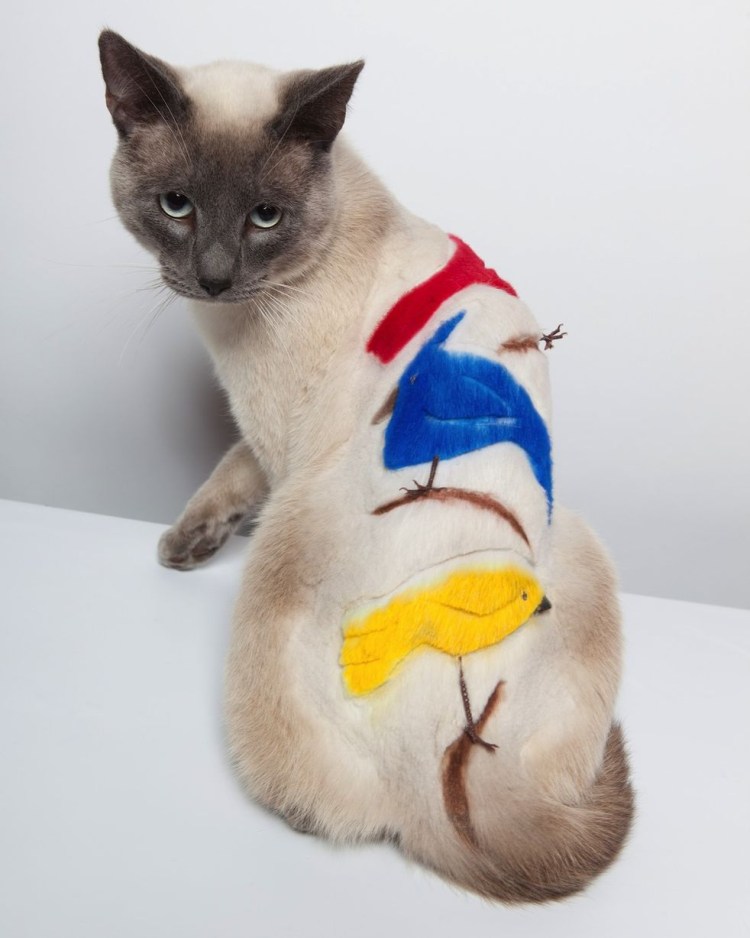 Необычные стрижки кошек