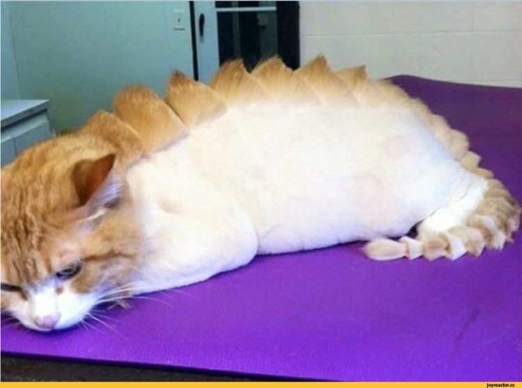 Стрижка персидских кошек