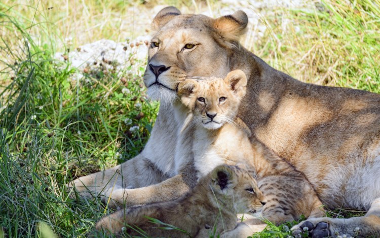 Лев львица и Львенок