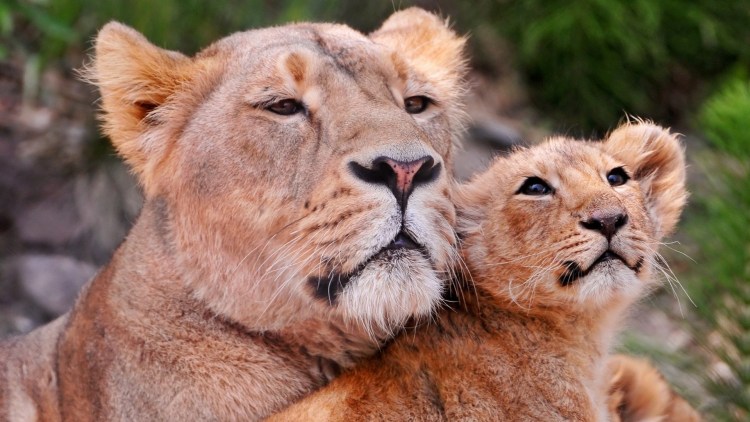 Львица с детенышем
