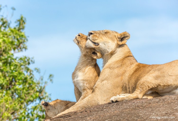 Лев и львица в Африке