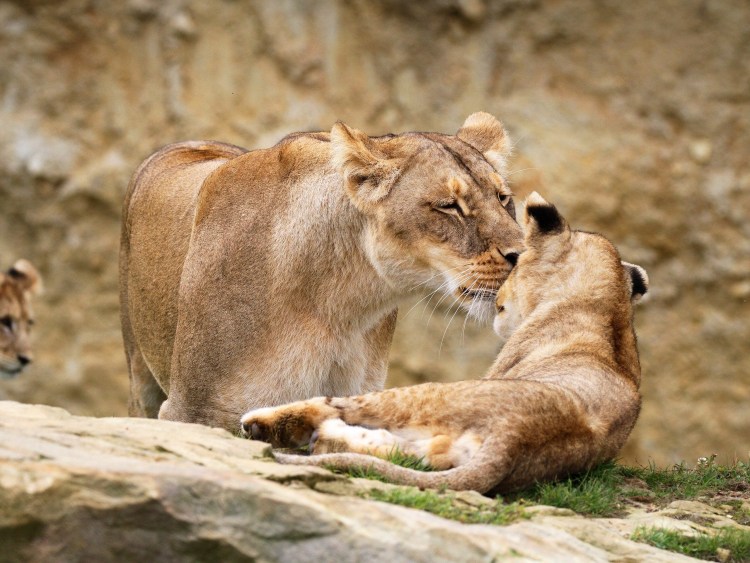 Лев с львицей львом и львенком