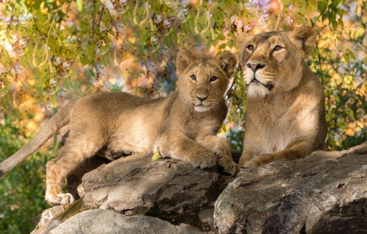 Львенок с мамой