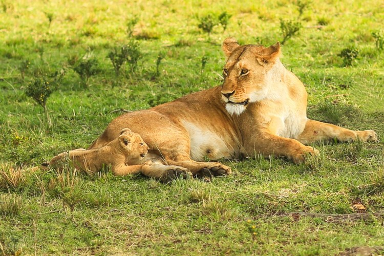 Львица с детенышем