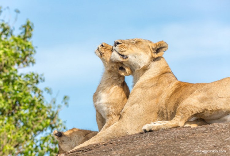 Львица облизывает львенка